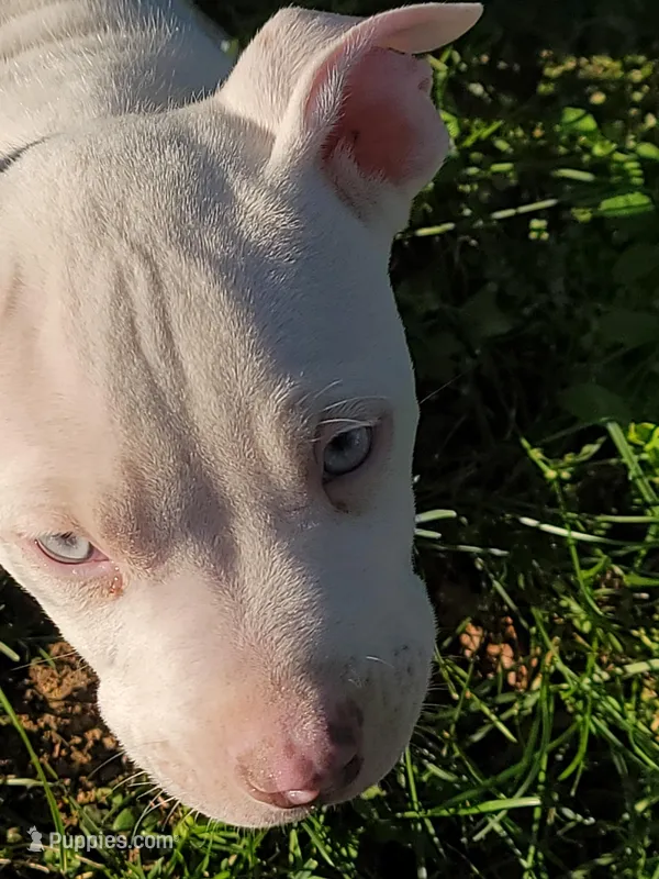 KIMBA – American Pit Bull Terrier puppy for sale in Washington, DC