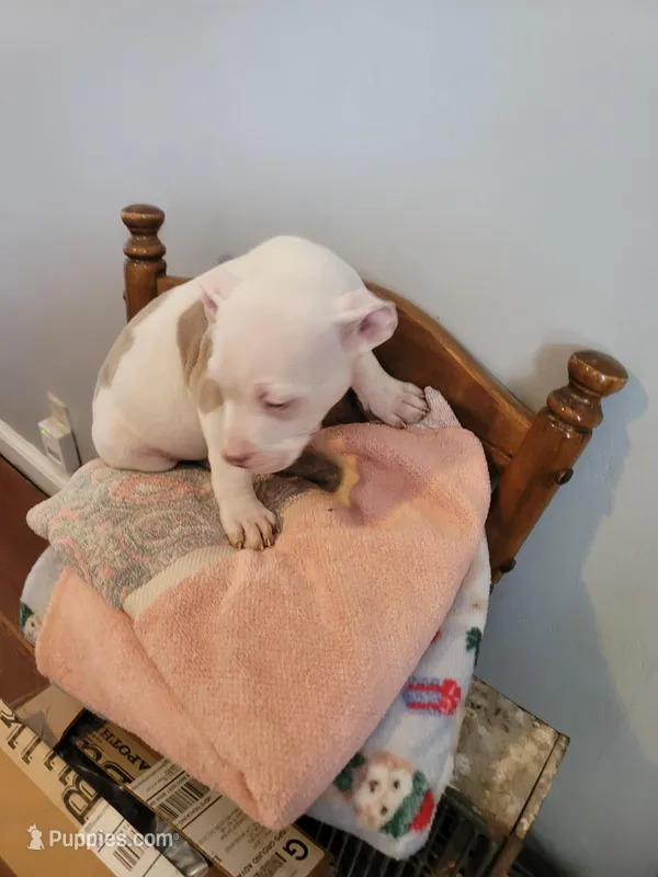 KIMBA – American Pit Bull Terrier puppy for sale in Washington, DC