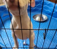 KIMBA, a male American Pit Bull Terrier for sale in Washington, DC – Photo 6 of 6