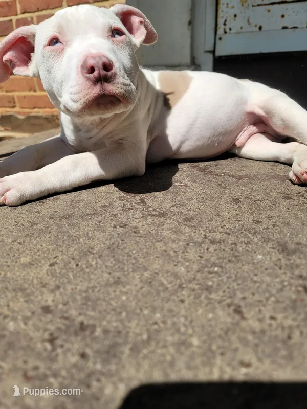 KIMBA – American Pit Bull Terrier puppy for sale in Washington, DC