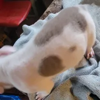 Napoleon , a male American Pit Bull Terrier for sale in Washington, DC – Photo 5 of 6