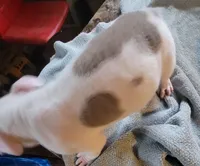 Napoleon , a male American Bully for sale in Washington, DC – Photo 2 of 6