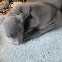 SHADOW, a male American Pit Bull Terrier for sale in Washington, DC – Photo 2 of 4