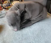 SHADOW, a male American Bully for sale in Washington, DC – Photo 1 of 4