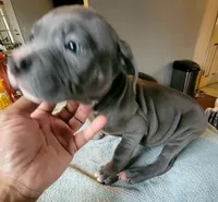 SHADOW, a male American Bully for sale in Washington, DC – Photo 4 of 4