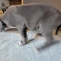 SHADOW, a male American Pit Bull Terrier for sale in Washington, DC – Photo 3 of 4