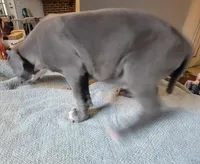 SHADOW, a male American Bully for sale in Washington, DC – Photo 2 of 4