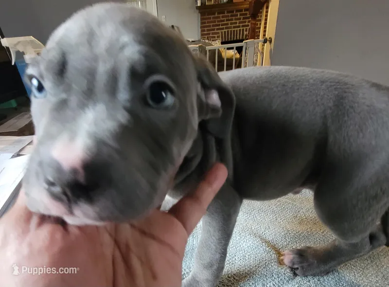 SHADOW – American Pit Bull Terrier puppy for sale in Washington, DC