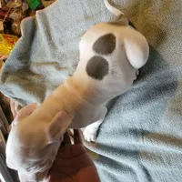 Pearl, a female American Pit Bull Terrier for sale in Washington, DC – Photo 6 of 6