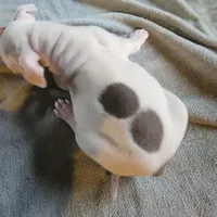 Pearl, a female American Pit Bull Terrier for sale in Washington, DC – Photo 5 of 6