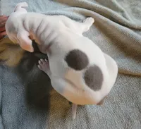 Pearl, a female American Bully for sale in Washington, DC – Photo 5 of 6