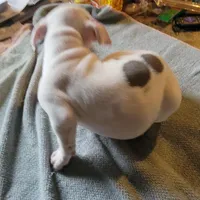 Pearl, a female American Pit Bull Terrier for sale in Washington, DC – Photo 3 of 6