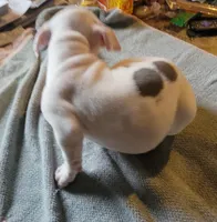 Pearl, a female American Bully for sale in Washington, DC – Photo 2 of 6