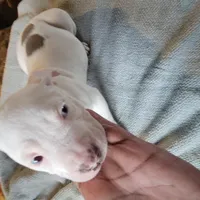 Pearl, a female American Pit Bull Terrier for sale in Washington, DC – Photo 1 of 6