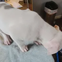 Pearl, a female American Pit Bull Terrier for sale in Washington, DC – Photo 4 of 6