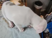 Pearl, a female American Bully for sale in Washington, DC – Photo 3 of 6