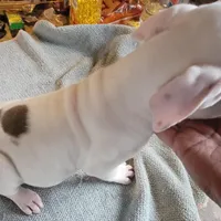 Pearl, a female American Pit Bull Terrier for sale in Washington, DC – Photo 2 of 6