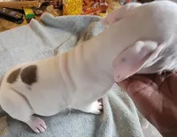 Pearl, a female American Bully for sale in Washington, DC – Photo 1 of 6