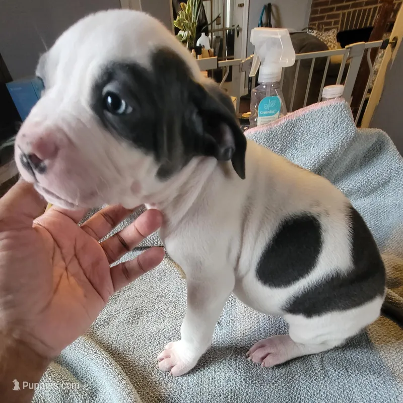 Batman – American Pit Bull Terrier puppy for sale in Washington, DC