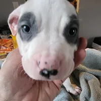 Batman, a male American Pit Bull Terrier for sale in Washington, DC – Photo 2 of 7