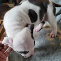 Batman, a male American Pit Bull Terrier for sale in Washington, DC – Photo 7 of 7