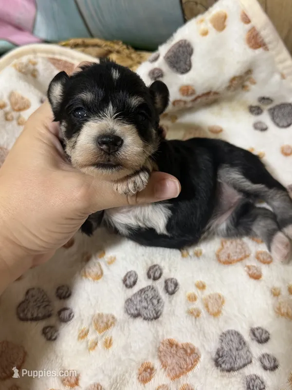 Willadeen – Miniature Schnauzer puppy for sale in Lufkin, TX