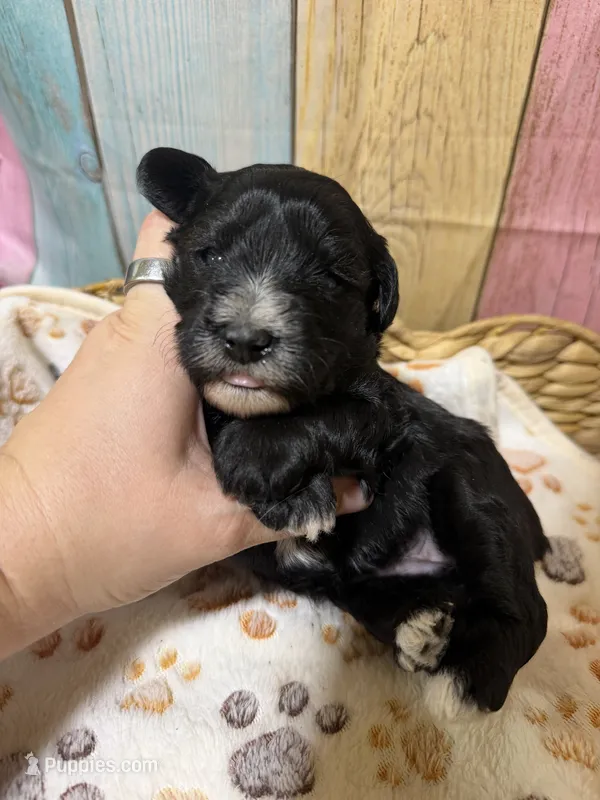 Raven – Miniature Schnauzer puppy for sale in Lufkin, TX