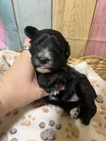 Raven, a female Miniature Schnauzer for sale in Lufkin, TX – 4 of 9