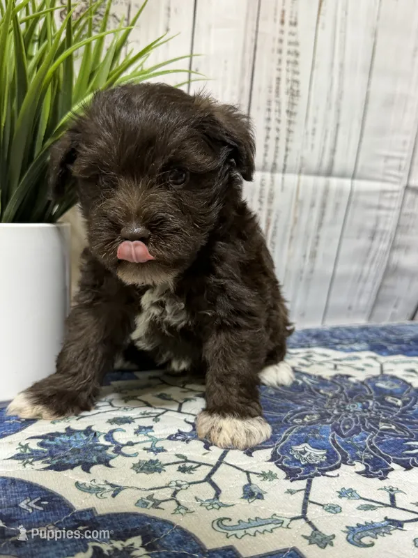 Carl Dean – Miniature Schnauzer puppy for sale in Lufkin, TX