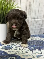Benton, a male Miniature Schnauzer for sale in Lufkin, TX – 2 of 8