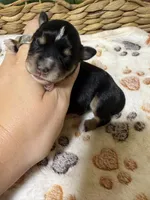 Jolene, a female Miniature Schnauzer for sale in Lufkin, TX – 2 of 2