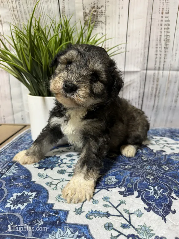 Salem – Miniature Schnauzer puppy for sale in Lufkin, TX