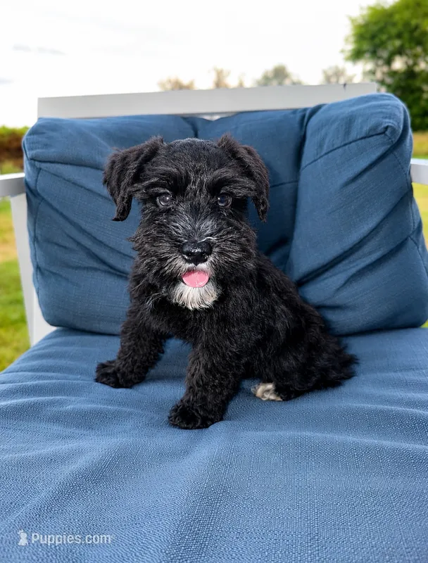 Thor – Miniature Schnauzer puppy for sale in Lufkin, TX