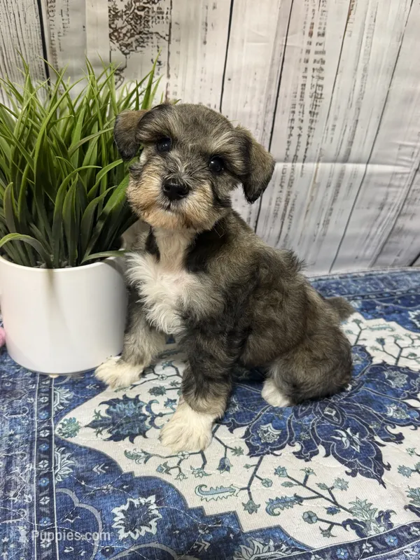 Salem – Miniature Schnauzer puppy for sale in Lufkin, TX