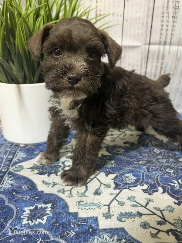 Porter – Miniature Schnauzer puppy for sale in Lufkin, TX