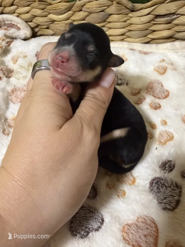Shadow – Miniature Schnauzer puppy for sale in Lufkin, TX