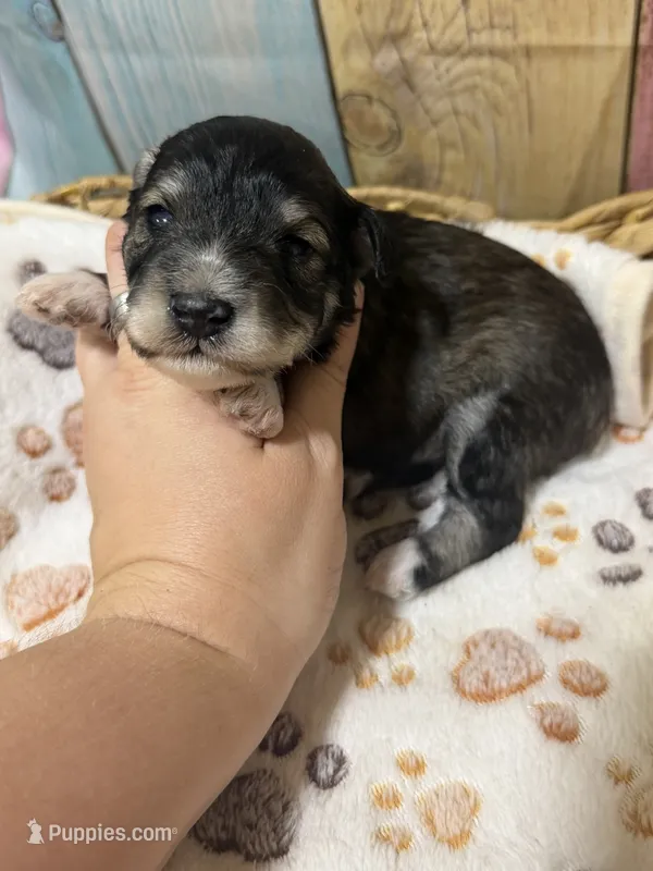 Salem – Miniature Schnauzer puppy for sale in Lufkin, TX