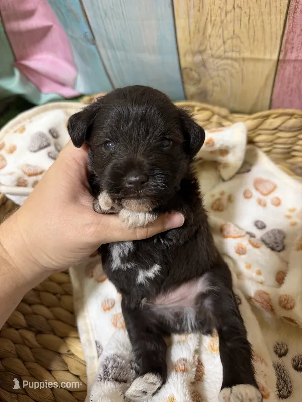 Carl Dean – Miniature Schnauzer puppy for sale in Lufkin, TX
