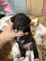 Benton, a male Miniature Schnauzer for sale in Lufkin, TX – 4 of 8