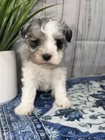 Liberty “Libby” , a female Miniature Schnauzer for sale in Lufkin, TX – 2 of 4