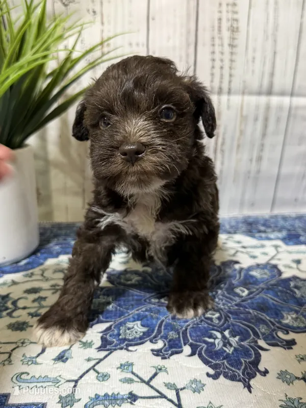 Porter – Miniature Schnauzer puppy for sale in Lufkin, TX