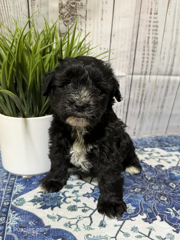 Raven – Miniature Schnauzer puppy for sale in Lufkin, TX