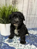 Raven, a female Miniature Schnauzer for sale in Lufkin, TX – 2 of 9