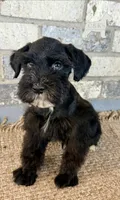 Thor, a male Miniature Schnauzer for sale in Lufkin, TX – 2 of 2
