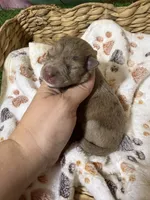 King, a male Miniature Schnauzer for sale in Lufkin, TX – 3 of 3