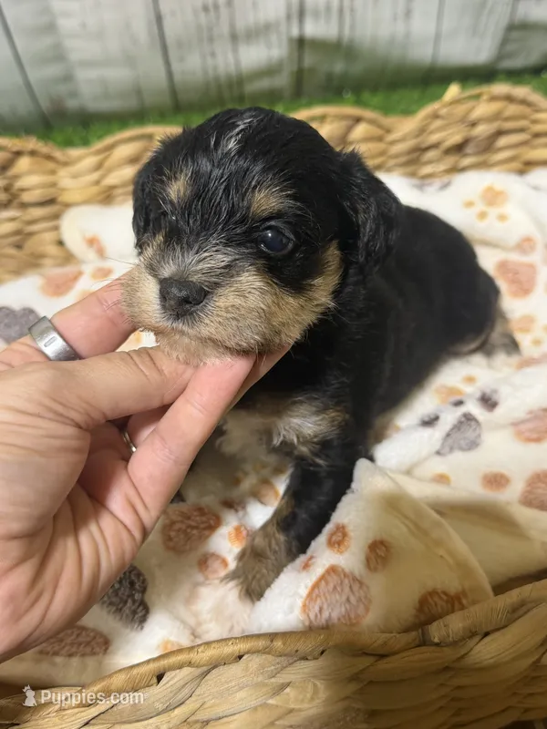 Jolene – Miniature Schnauzer puppy for sale in Lufkin, TX