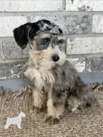 Stormi, a female Miniature Schnauzer for sale in Lufkin, TX – 2 of 4