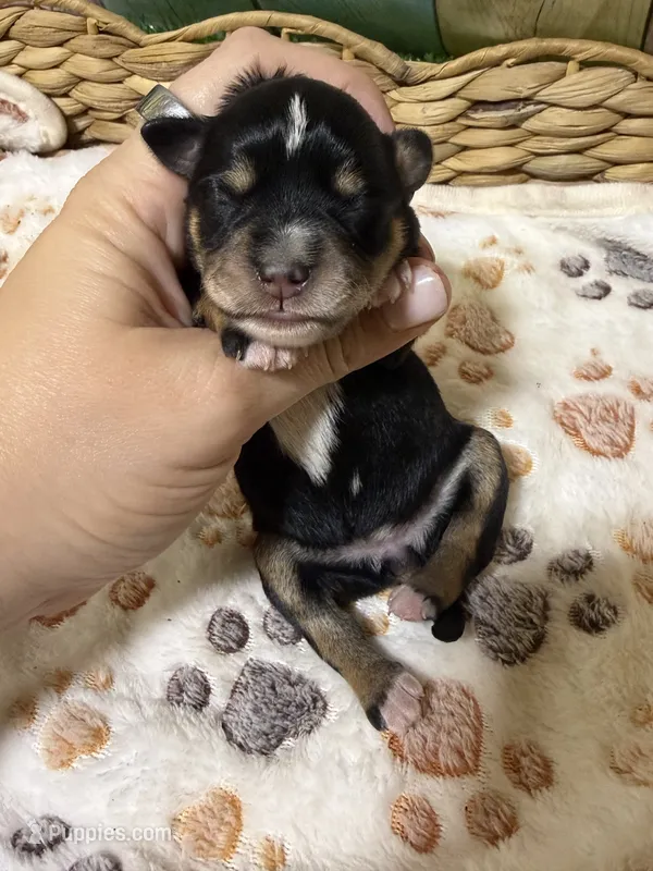 Jolene – Miniature Schnauzer puppy for sale in Lufkin, TX