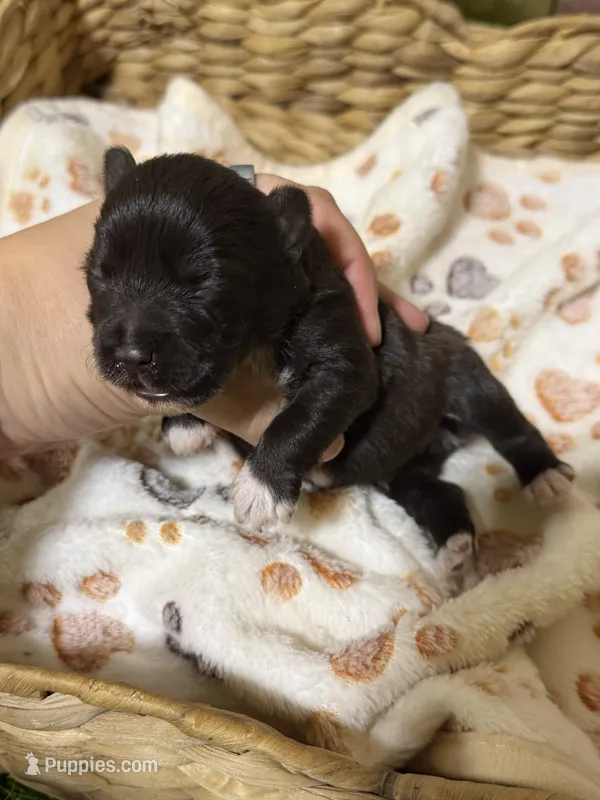 Carl Dean – Miniature Schnauzer puppy for sale in Lufkin, TX
