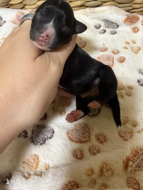 Jet – Miniature Schnauzer puppy for sale in Lufkin, TX